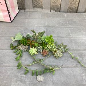 jennifer sagana succulents